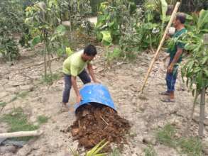 Cow dung is the best fertilizer