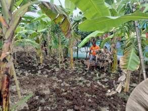 Cow dung is using as organic fertilizer