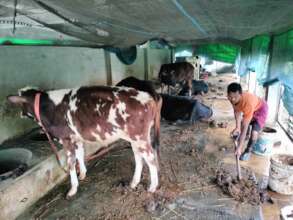 Cow is rearing for cooperative society