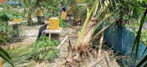 Cyclone damage their habitat
