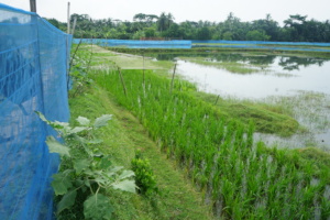 Diversified crop field