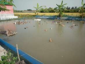 Duck Farming Brings Economic Solvency