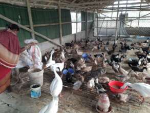 Duck rearing as an alternate livelihood