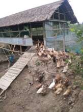 Duck rearing is profitable