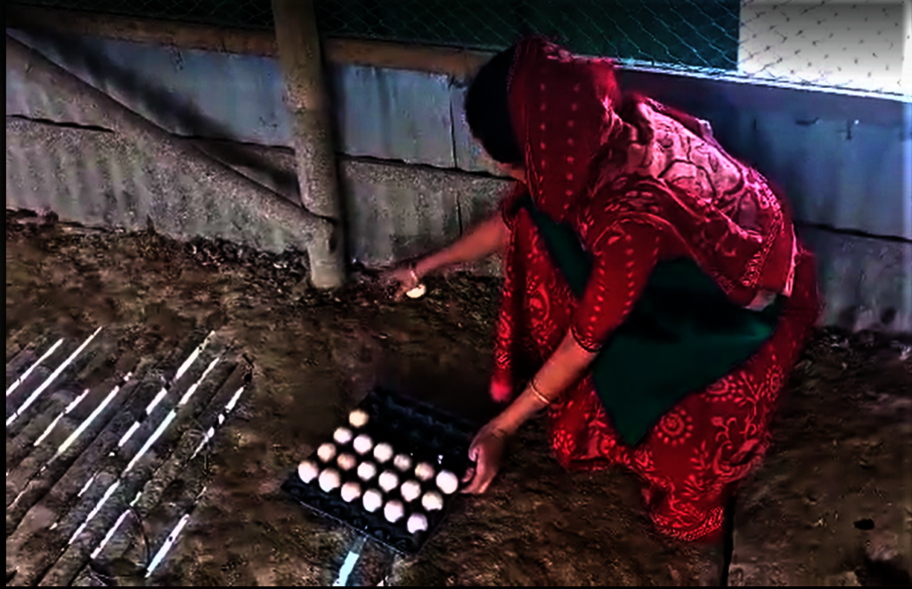 Ducks rearing ensured iconomic benifits