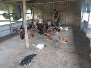 Enhancing native hen farming