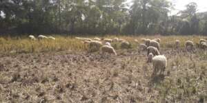 Expansion of farming by birth of lambs