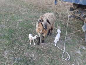 Expansion of farming by birth of lambs