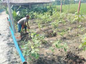 Giving Vermicompost to the plant