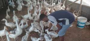 Growing up new born swan