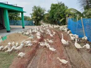 Growing up swan for the cooperative