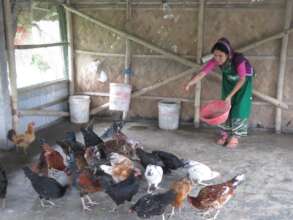 Hen farming boosts the income of coastal women