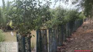 Mangrove plantation in shrimp farm
