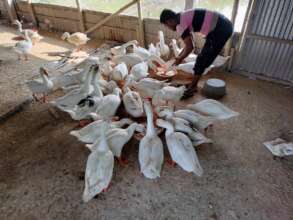 feeding to the king swan by BANOJIBI member