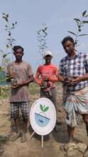 Mangrove saplings for fish farm