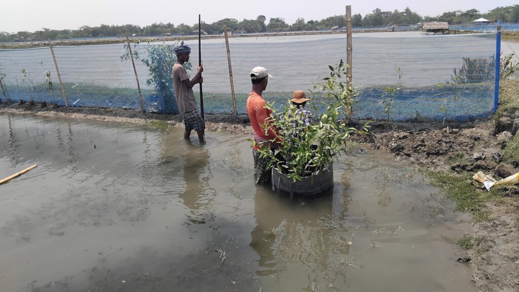 Mangrove saplings plantation in fish farm