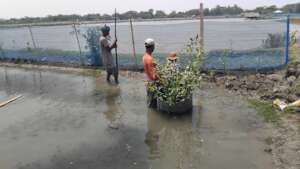 Mangrove saplings plantation in fish farm