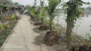 Natural farming and growing of the planation scena