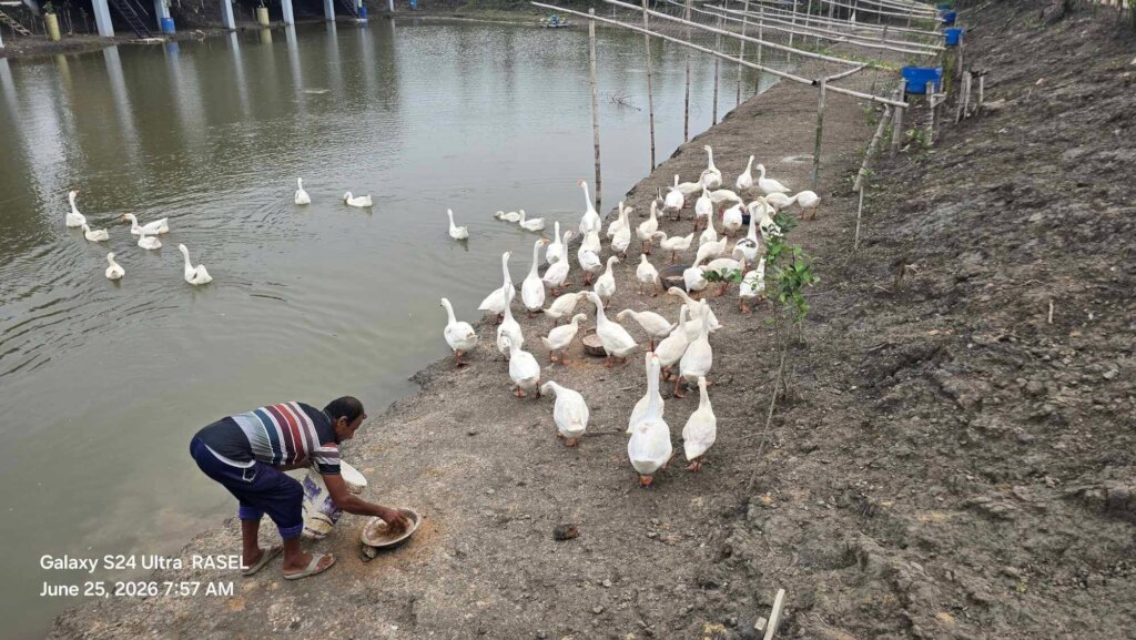Natural feed provide for natural production