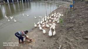 Natural feed provide for natural production