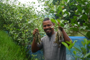 Naturally produced shrimp improve the livelihood