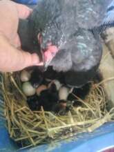 New born chick will change the fate