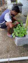 Organic way of seedings production