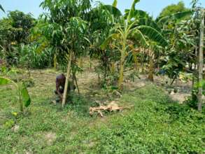 Organic fruits of BANOJIBI campus.