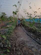 Organic vegetable garden