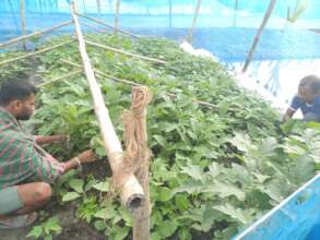 Picking up the saplings for sowing.