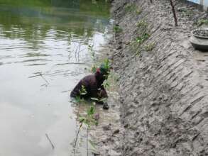 Planting mangrove at shrimp farm