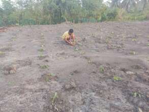 Planting vegetable
