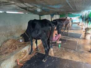 Rearing cows