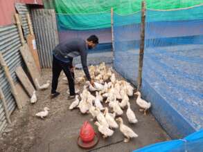 Rearing duck for changing livelihood