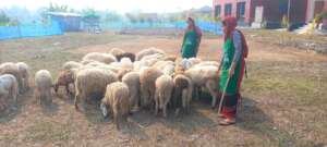 Sheep rearing creates progress to rural women