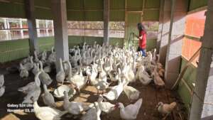 Rearing swan in an integrated farm