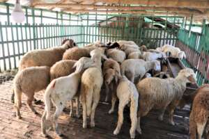 Sheep Rearing in Coastal Area