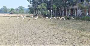 Reducing Poverty by Sheep Rearing