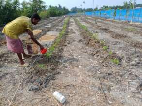 Practicing  cultivation by organic fertilizer