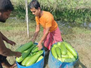 Saleable vegetable