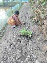 Eggplant sapling plant in the dyke