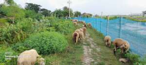 Sheep farming brings out economic solvency