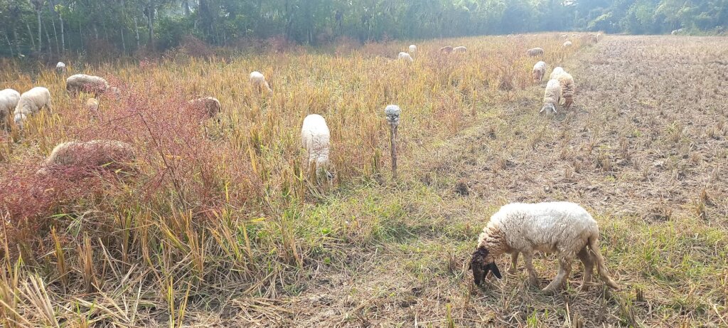 Ensuring sound nutrition through sheep grazing