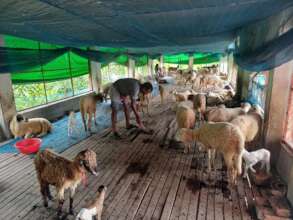 Sheep is increasing in cooperatives.