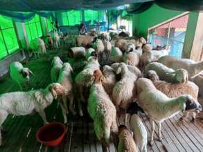 Sheep of BANOJIBI society