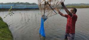 Shrimp production along with mangrove