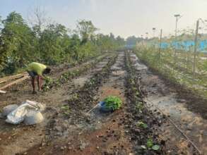 This Season is high time for cultivation