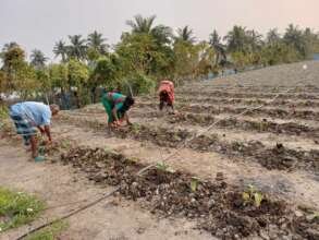 Using natural fertilizer for vegetable garden