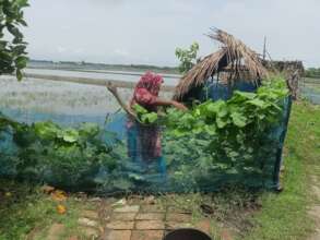 Vegetable cultivation at the farm dyke