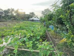 Vegetable cultivation in the dyke of pond